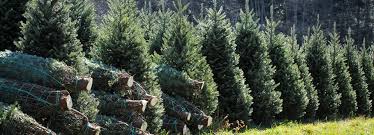 christmas treesjpg